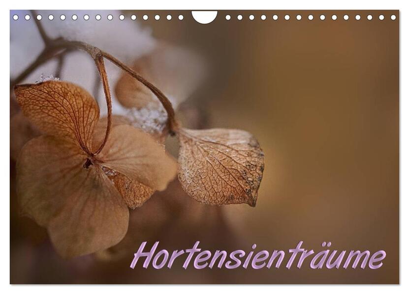 Hortensienträume (Wandkalender 2026 DIN A4 quer) CALVENDO Monatskalender