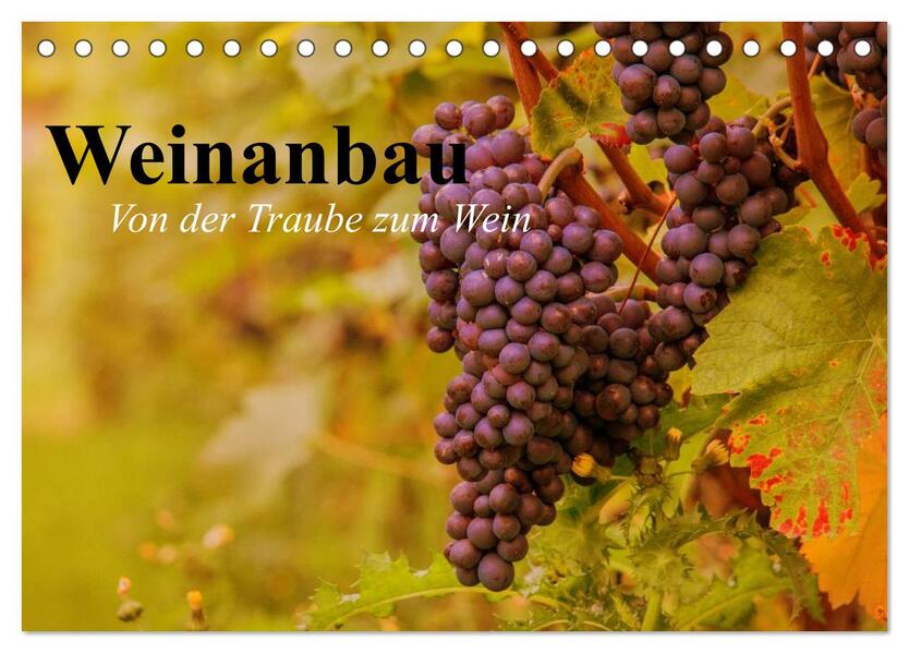 Weinanbau. Von der Traube zum Wein (Tischkalender 2026 DIN A5 quer) CALVENDO Monatskalender
