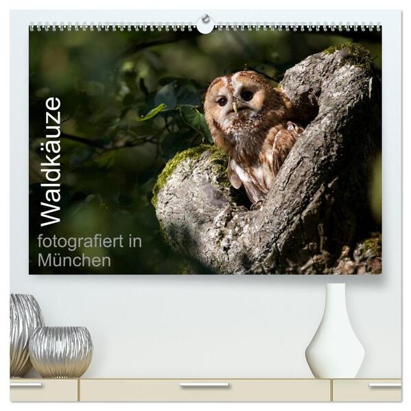 Waldkäuze fotografiert in München (hochwertiger Premium Wandkalender 2026 DIN A2 quer) Kunstdruck in Hochglanz