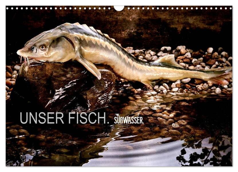 UNSER FISCH. SÜßWASSER. (Wandkalender 2026 DIN A3 quer) CALVENDO Monatskalender