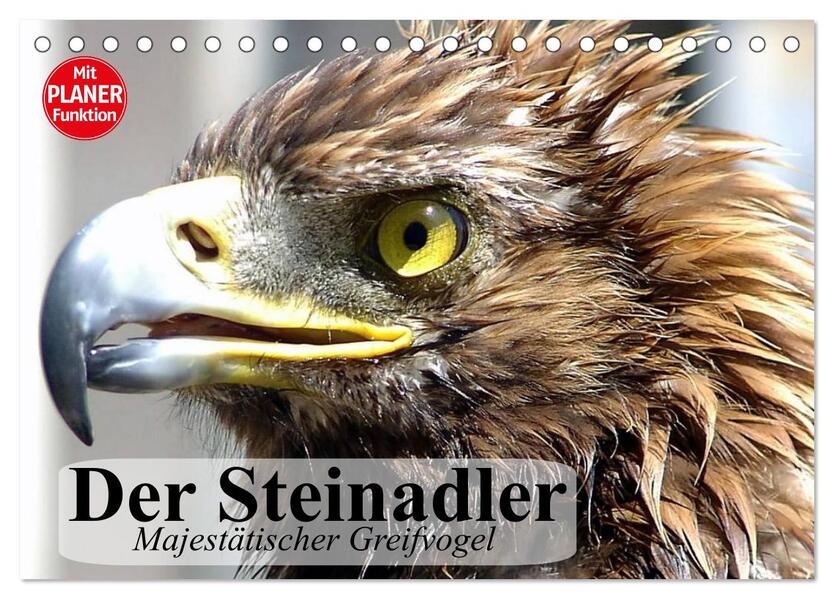 Der Steinadler. Majestätischer Greifvogel (Tischkalender 2026 DIN A5 quer) CALVENDO Monatskalender