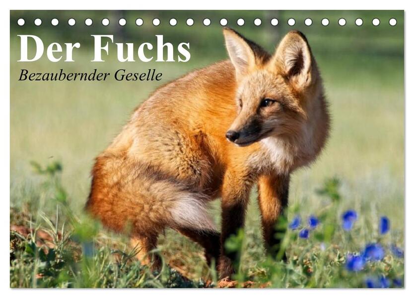 Der Fuchs. Bezaubernder Geselle (Tischkalender 2026 DIN A5 quer) CALVENDO Monatskalender