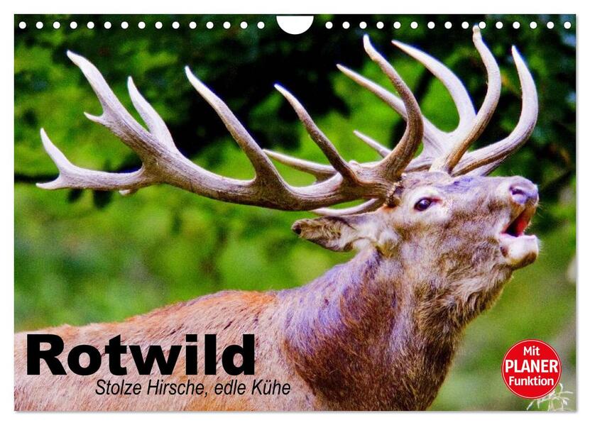 Rotwild. Edle Hirsche stolze Kühe (Wandkalender 2026 DIN A4 quer) CALVENDO Monatskalender