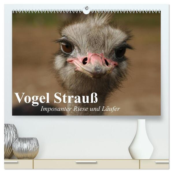 Vogel Strauß. Imposanter Riese und Läufer (hochwertiger Premium Wandkalender 2026 DIN A2 quer) Kunstdruck in Hochglanz