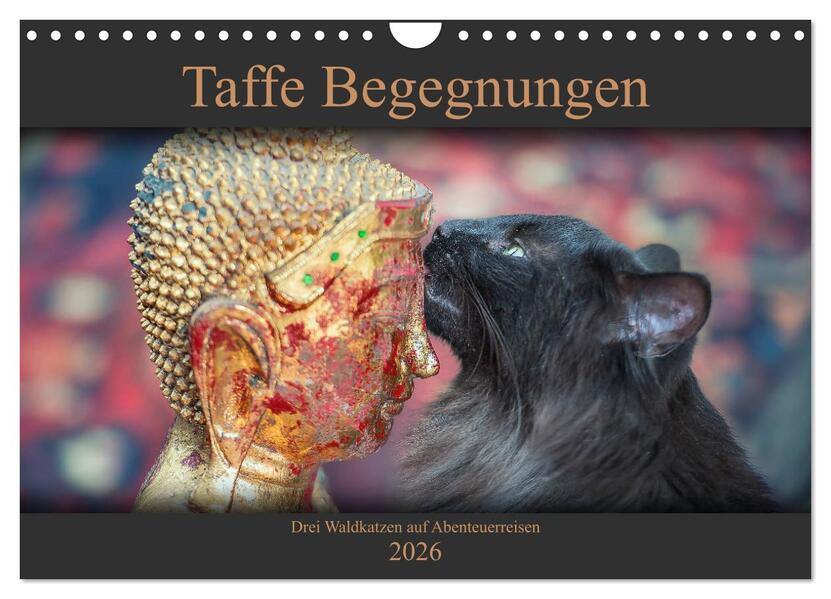Taffe Begegnungen-Drei Waldkatzen auf Abenteuerreisen (Wandkalender 2026 DIN A4 quer) CALVENDO Monatskalender