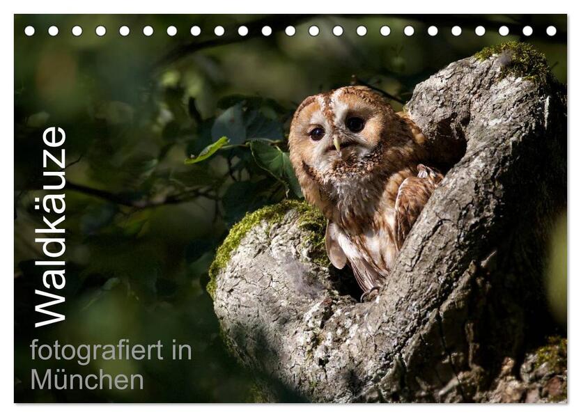 Waldkäuze fotografiert in München (Tischkalender 2026 DIN A5 quer) CALVENDO Monatskalender
