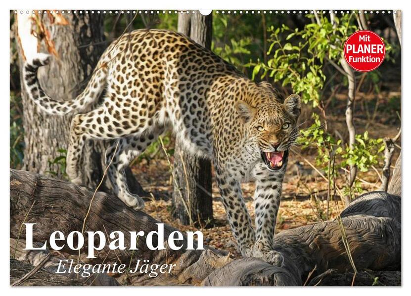 Leoparden. Elegante Jäger (Wandkalender 2026 DIN A2 quer) CALVENDO Monatskalender