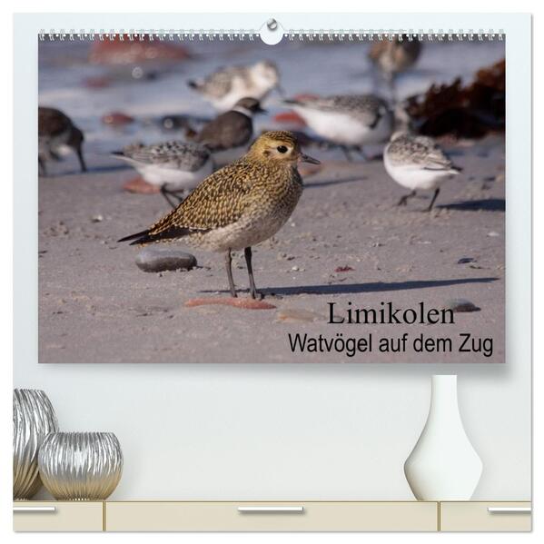 Limikolen Watvögel auf dem Zug (hochwertiger Premium Wandkalender 2026 DIN A2 quer) Kunstdruck in Hochglanz