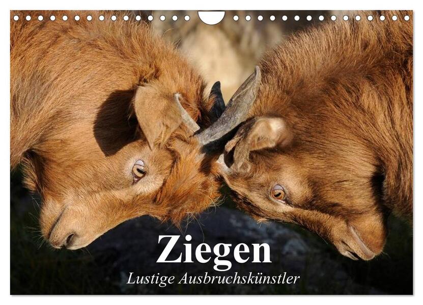 Ziegen. Lustige Ausbruchskünstler (Wandkalender 2026 DIN A4 quer) CALVENDO Monatskalender