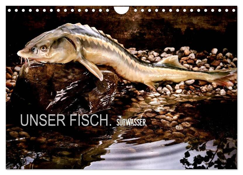 UNSER FISCH. SÜßWASSER. (Wandkalender 2026 DIN A4 quer) CALVENDO Monatskalender