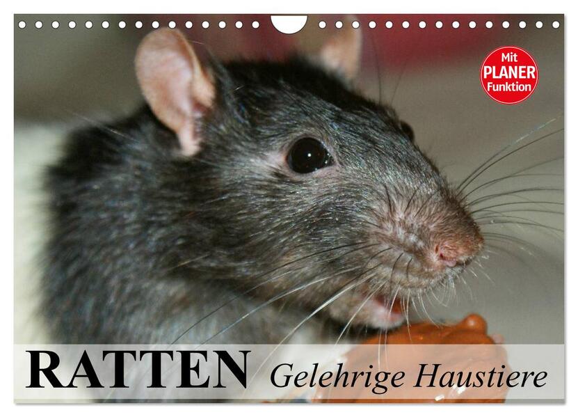 Ratten. Gelehrige Haustiere (Wandkalender 2026 DIN A4 quer) CALVENDO Monatskalender