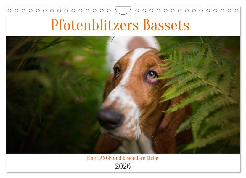 Der Basset eine LANGE und besondere Liebe (Wandkalender 2026 DIN A4 quer) CALVENDO Monatskalender
