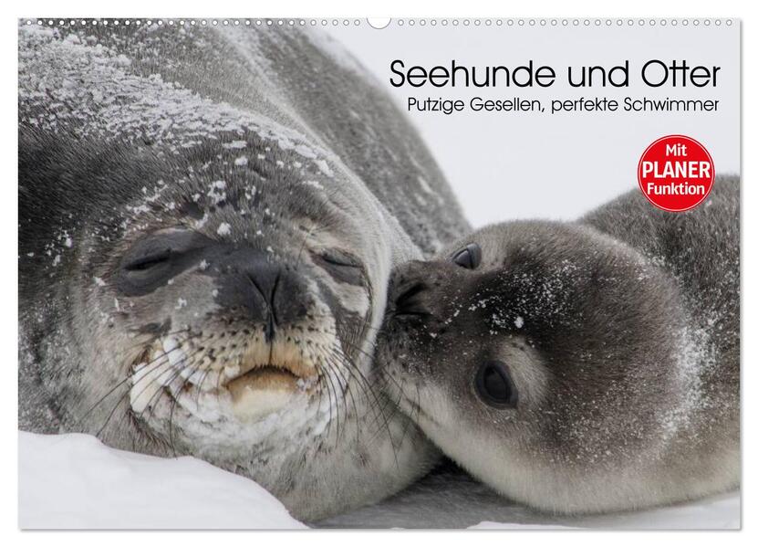 Seehunde und Otter. Putzige Gesellen perfekte Schwimmer (Wandkalender 2026 DIN A2 quer) CALVENDO Monatskalender