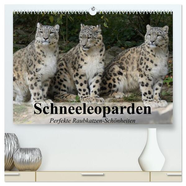 Schneeleoparden. Perfekte Raubkatzen-Schönheiten (hochwertiger Premium Wandkalender 2026 DIN A2 quer) Kunstdruck in Hochglanz