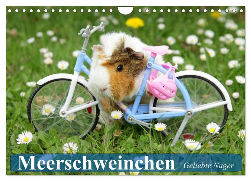 Meerschweinchen. Geliebte Nager (Wandkalender 2026 DIN A4 quer) CALVENDO Monatskalender