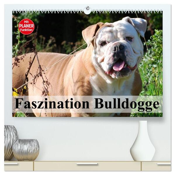 Faszination Bulldogge (hochwertiger Premium Wandkalender 2026 DIN A2 quer) Kunstdruck in Hochglanz