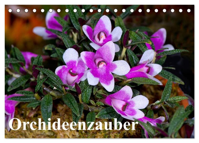 Orchideenzauber (Tischkalender 2026 DIN A5 quer) CALVENDO Monatskalender