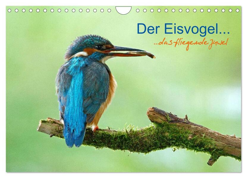 Der Eisvogel...fliegendes Juwel (Wandkalender 2026 DIN A4 quer) CALVENDO Monatskalender