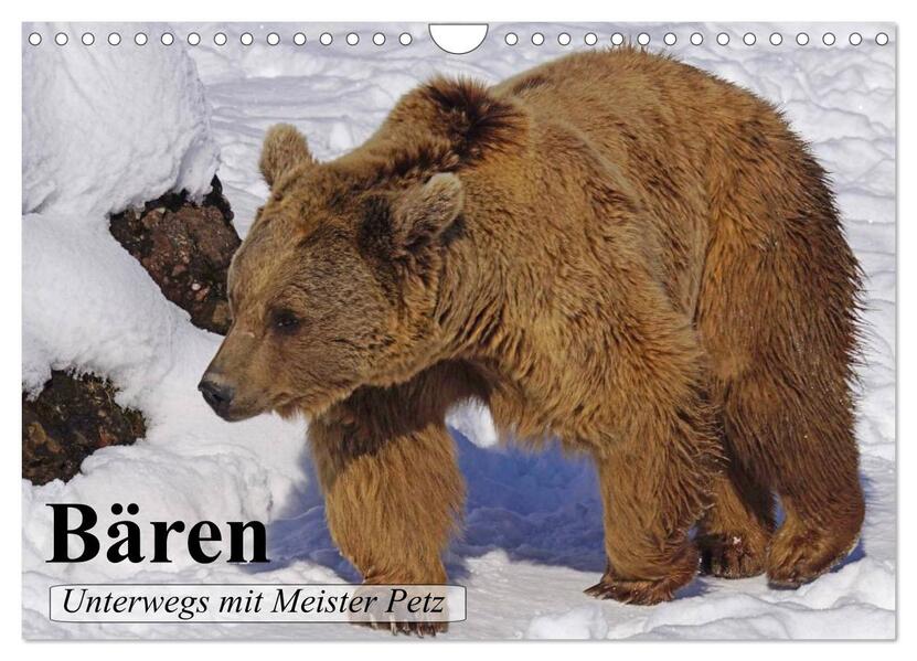 Bären. Unterwegs mit Meister Petz (Wandkalender 2026 DIN A4 quer) CALVENDO Monatskalender