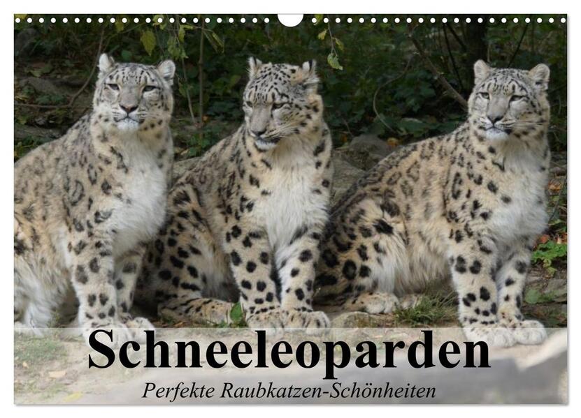 Schneeleoparden. Perfekte Raubkatzen-Schönheiten (Wandkalender 2026 DIN A3 quer) CALVENDO Monatskalender