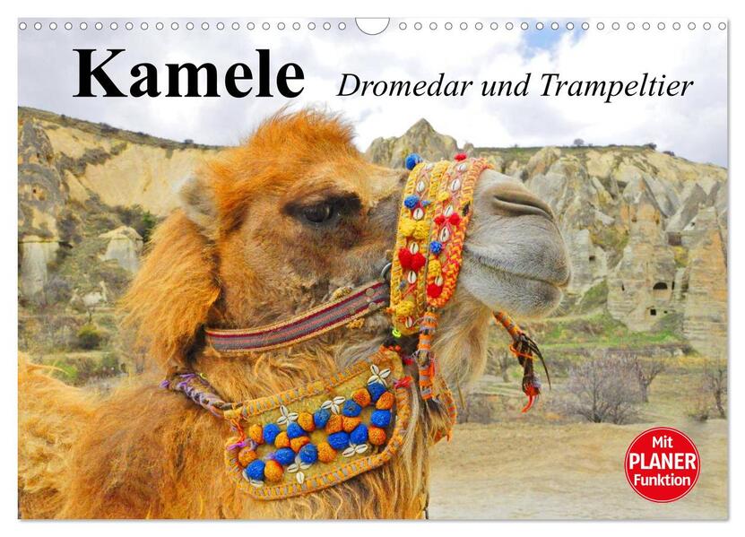 Kamele. Dromedar und Trampeltier (Wandkalender 2026 DIN A3 quer) CALVENDO Monatskalender