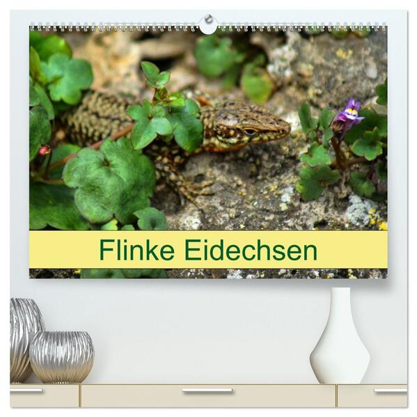 Flinke Eidechsen (hochwertiger Premium Wandkalender 2026 DIN A2 quer) Kunstdruck in Hochglanz