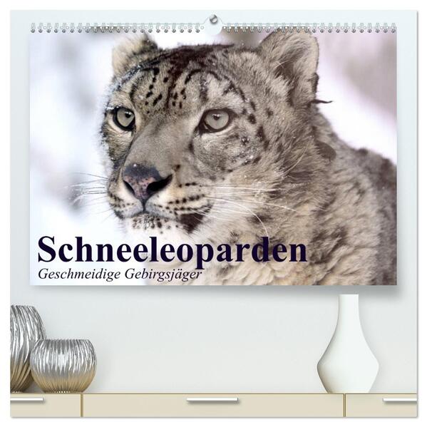 Schneeleoparden. Geschmeidige Gebirgsjäger (hochwertiger Premium Wandkalender 2026 DIN A2 quer) Kunstdruck in Hochglanz