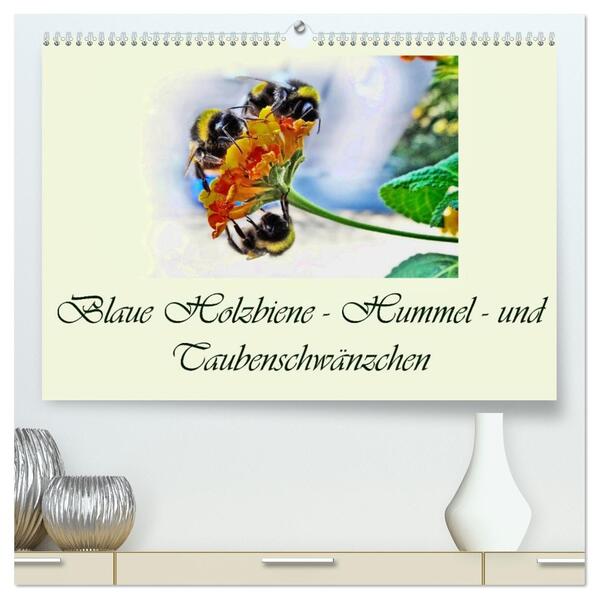 Blaue Holzbiene - Hummel - und Taubenschwänzchen. (hochwertiger Premium Wandkalender 2026 DIN A2 quer) Kunstdruck in Hochglanz
