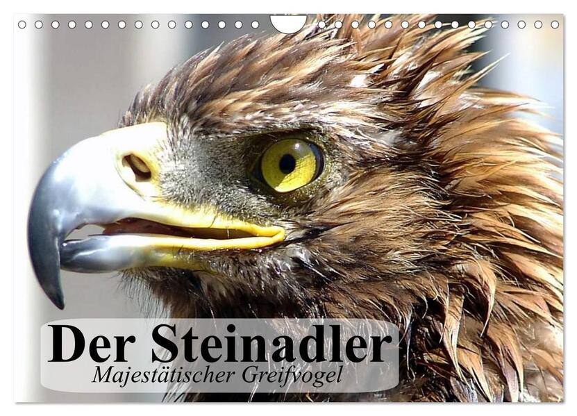Der Steinadler. Majestätischer Greifvogel (Wandkalender 2026 DIN A4 quer) CALVENDO Monatskalender