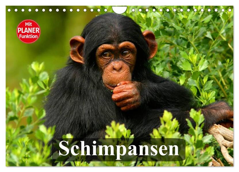 Schimpansen (Wandkalender 2026 DIN A4 quer) CALVENDO Monatskalender