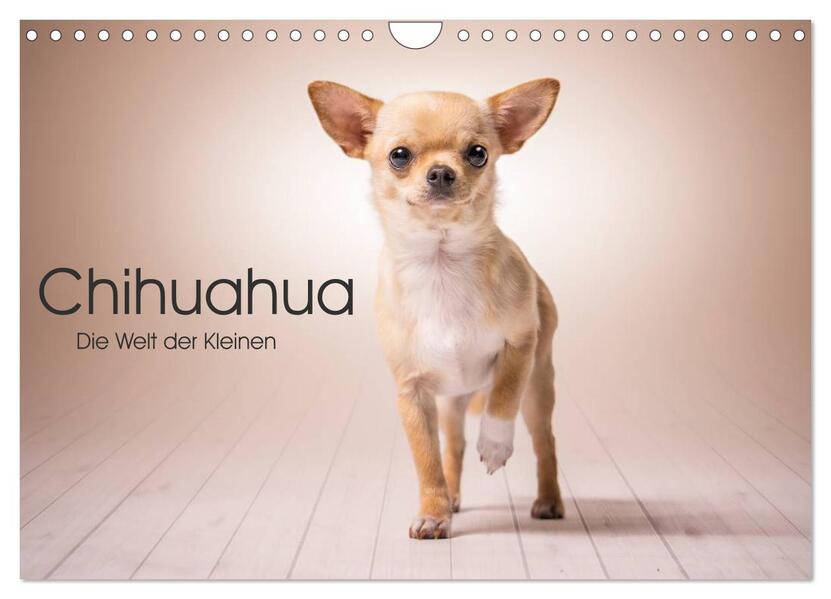 Chihuahua - Die Welt der Kleinen (Wandkalender 2026 DIN A4 quer) CALVENDO Monatskalender
