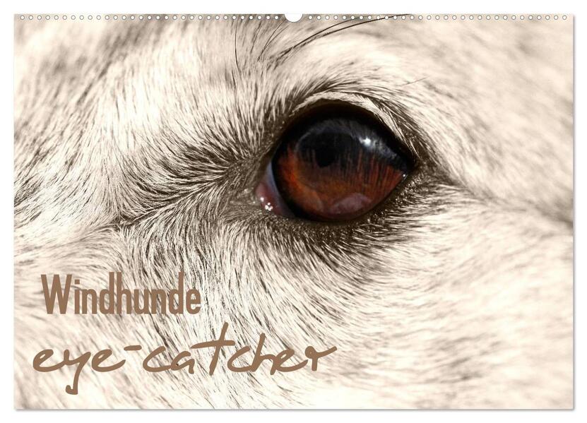 Windhunde eye-catcher (Wandkalender 2026 DIN A2 quer) CALVENDO Monatskalender
