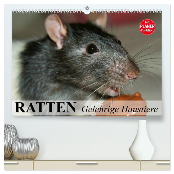 Ratten. Gelehrige Haustiere (hochwertiger Premium Wandkalender 2026 DIN A2 quer) Kunstdruck in Hochglanz