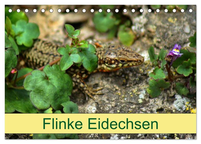 Flinke Eidechsen (Tischkalender 2026 DIN A5 quer) CALVENDO Monatskalender