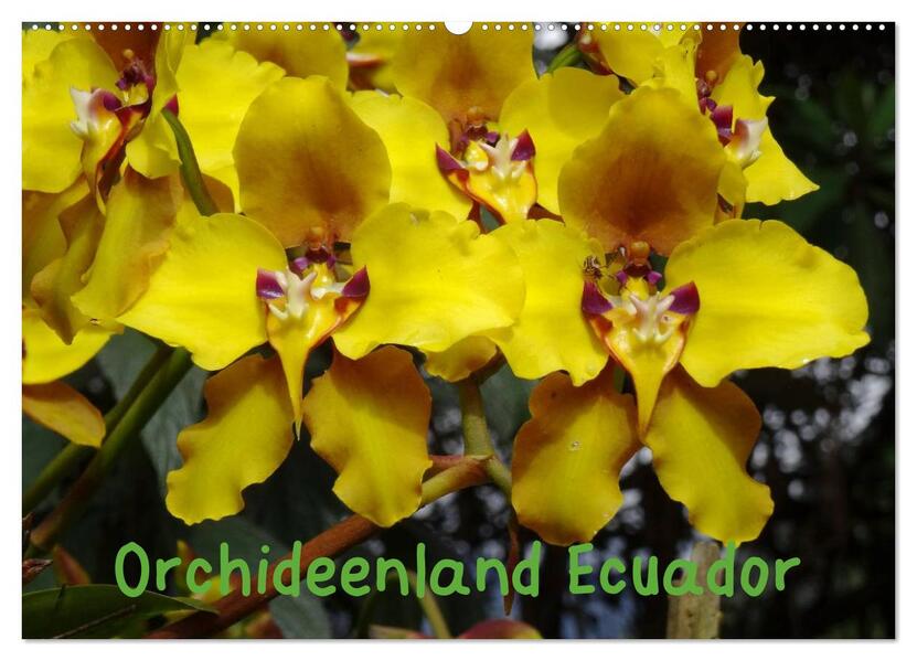 Orchideenland Ecuador (Wandkalender 2026 DIN A2 quer) CALVENDO Monatskalender