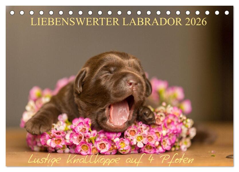 Liebenswerter Labrador 2026 (Tischkalender 2026 DIN A5 quer) CALVENDO Monatskalender