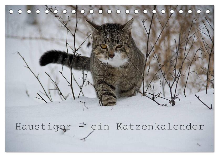 Haustiger - Ein Katzenkalender (Tischkalender 2026 DIN A5 quer) CALVENDO Monatskalender