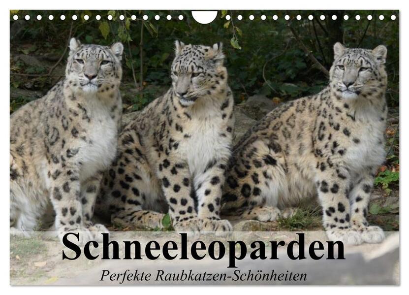 Schneeleoparden. Perfekte Raubkatzen-Schönheiten (Wandkalender 2026 DIN A4 quer) CALVENDO Monatskalender