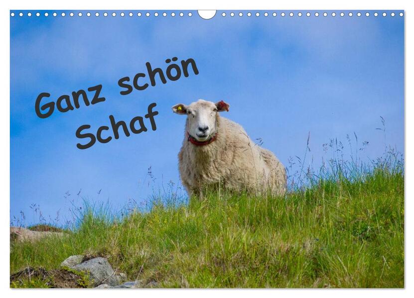 Ganz schön Schaf (Wandkalender 2026 DIN A3 quer) CALVENDO Monatskalender