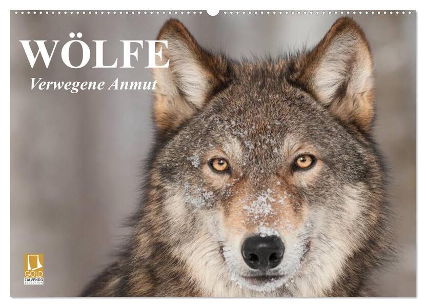 Wölfe. Verwegene Anmut (Wandkalender 2026 DIN A2 quer) CALVENDO Monatskalender