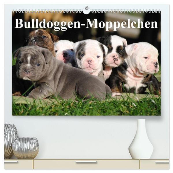 Bulldoggen-Moppelchen (hochwertiger Premium Wandkalender 2026 DIN A2 quer) Kunstdruck in Hochglanz
