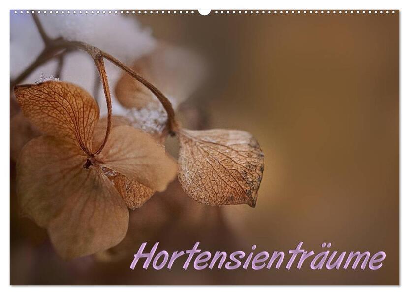 Hortensienträume (Wandkalender 2026 DIN A2 quer) CALVENDO Monatskalender