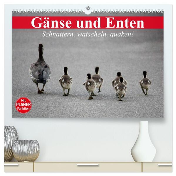 Gänse und Enten. Schnattern watscheln quaken! (hochwertiger Premium Wandkalender 2026 DIN A2 quer) Kunstdruck in Hochglanz
