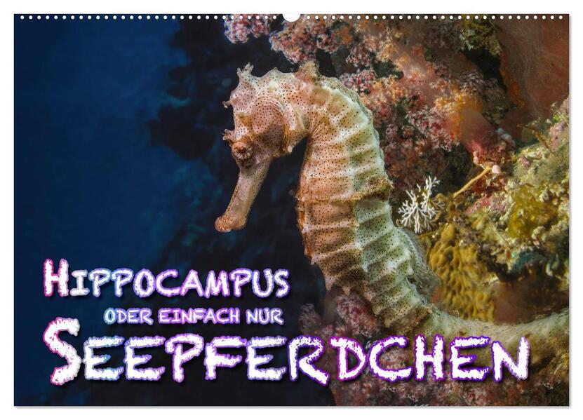 Hippocampus oder einfach nur Seepferdchen (Wandkalender 2026 DIN A2 quer) CALVENDO Monatskalender