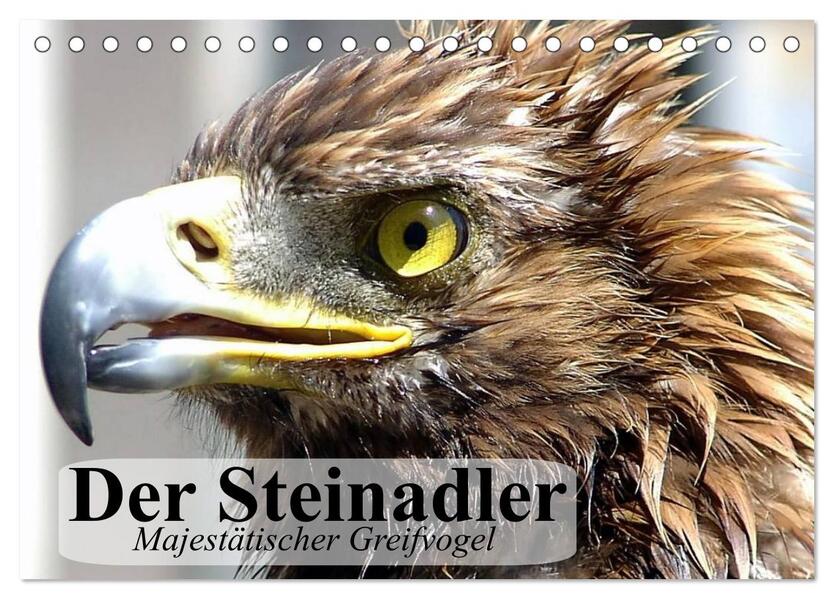 Der Steinadler. Majestätischer Greifvogel (Tischkalender 2026 DIN A5 quer) CALVENDO Monatskalender