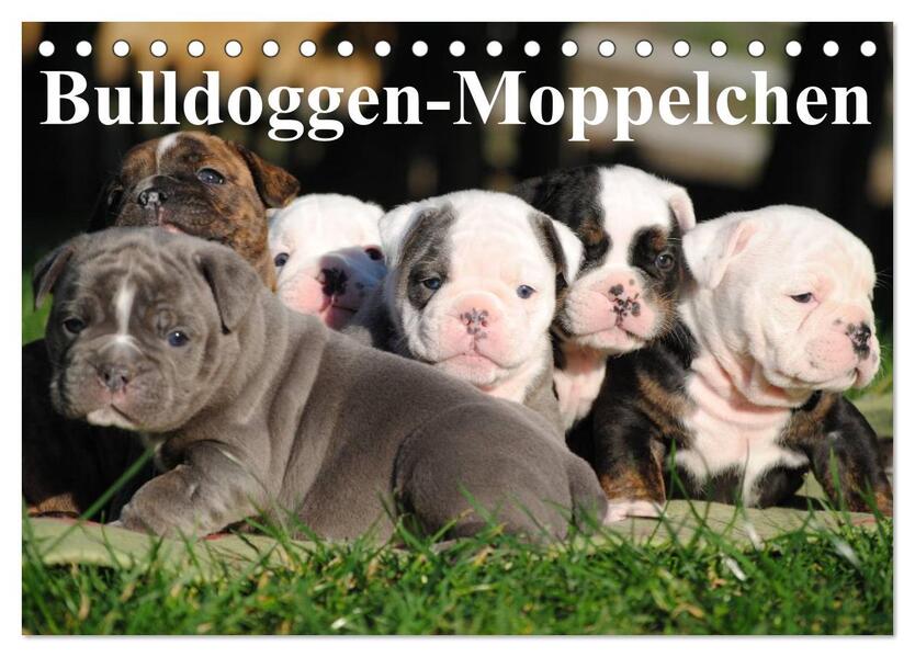 Bulldoggen-Moppelchen (Tischkalender 2026 DIN A5 quer) CALVENDO Monatskalender