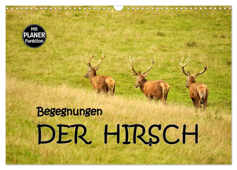 Begegnungen. DER HIRSCH (Wandkalender 2026 DIN A3 quer) CALVENDO Monatskalender