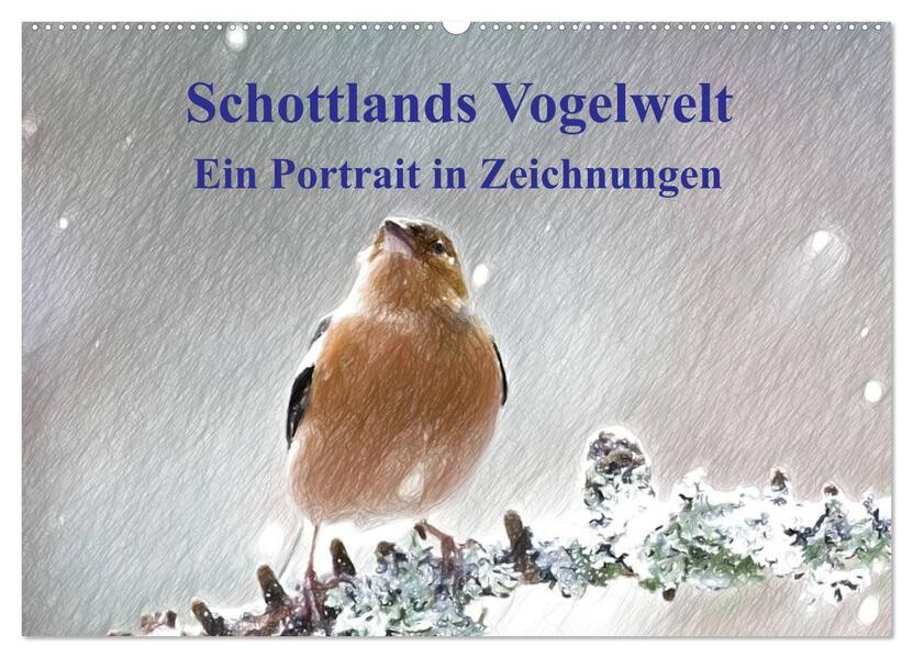 Schottlands Vogelwelt - Ein Porträt in Zeichnungen (Wandkalender 2026 DIN A2 quer) CALVENDO Monatskalender