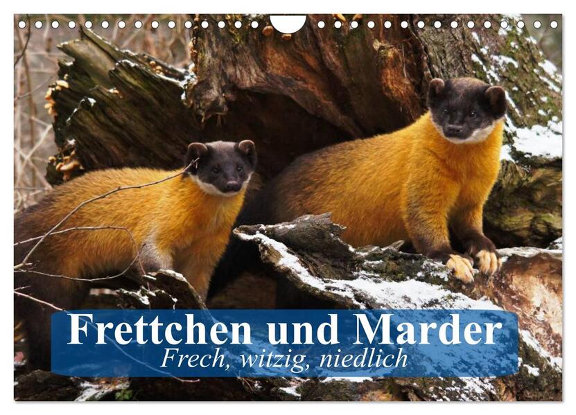 Frettchen und Marder. Frech witzig niedlich (Wandkalender 2026 DIN A4 quer) CALVENDO Monatskalender