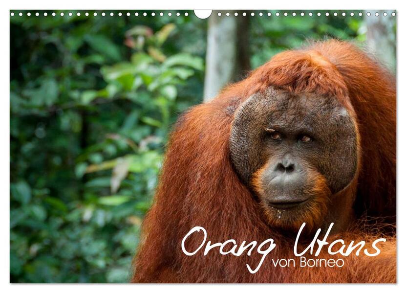 Orang Utans von Borneo Tierkalender 2026 (Wandkalender 2026 DIN A3 quer) CALVENDO Monatskalender